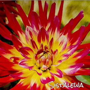 Dahlia Bora Bora (1) Tuber XXL Blooms