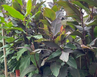 Canna King de hojas rojas o verdes (1) o (2) rizomas/bulbos. Crece de 2.4 a 3.7 metros de altura.