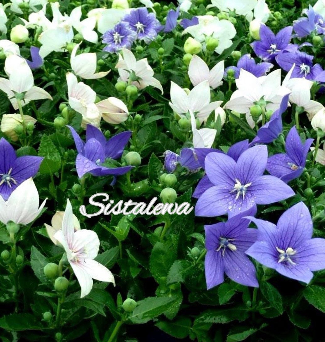 Balloon Flower Mix (4/8) Roots Purple Pink White Yellow~Platycodon Grandiflorus Chinese Japanese Bell flower~Perennial