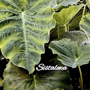 Alocasia ‘Big Leaf Green’ (1) bulb Perennial