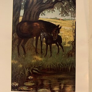 Black Beauty Anna Sewell 1907 Illustrated Rare Antique Book image 7