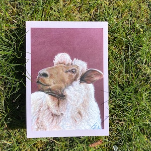Ovejas de postal