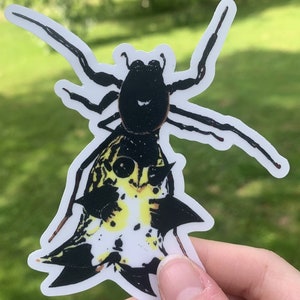 Spined Micrathena Spider Vinyl Sticker
