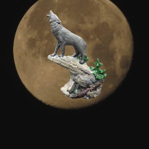 Howling Wolf on Rock