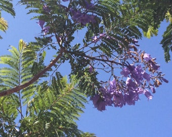 Jacaranda mimosifolia seeds 100+ 2021 harvest