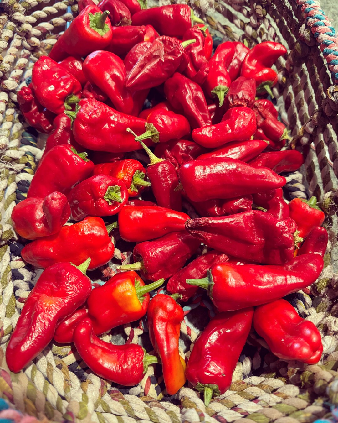 LEUTSCHAUER PAPRIKA HOT Seeds 2023 Etsy