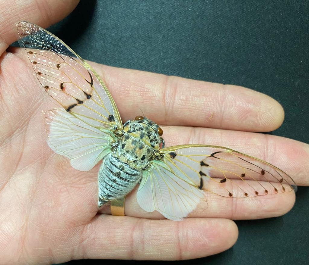 White Ghost Cicada Cicade Ayuthia Spectabilis Taxidermy Etsy
