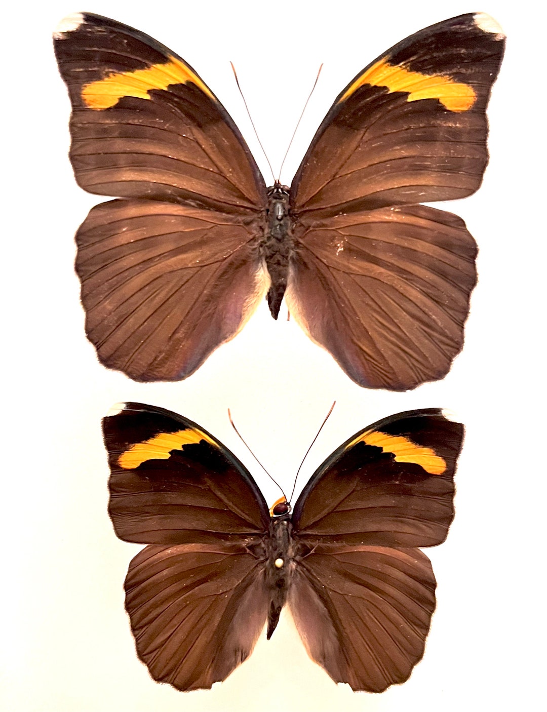 Spread Nymphalidae Euphaedra Harpalyce Spatiosa. Pair Etsy