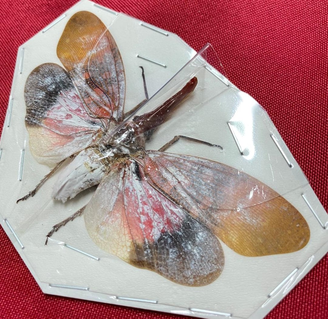 Pyrops Sultanus Fulgoridae Lantern Bug Mounted A1 Not Framed Taxidermy ...