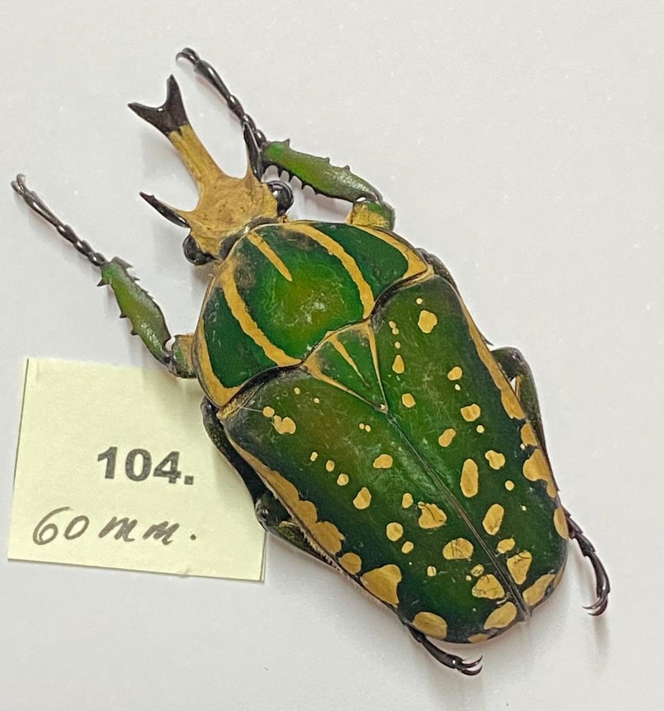 Ref.104 Nice Cetoniinae Chelorrhina Polyphemus 60mm. R.d.congo - Etsy