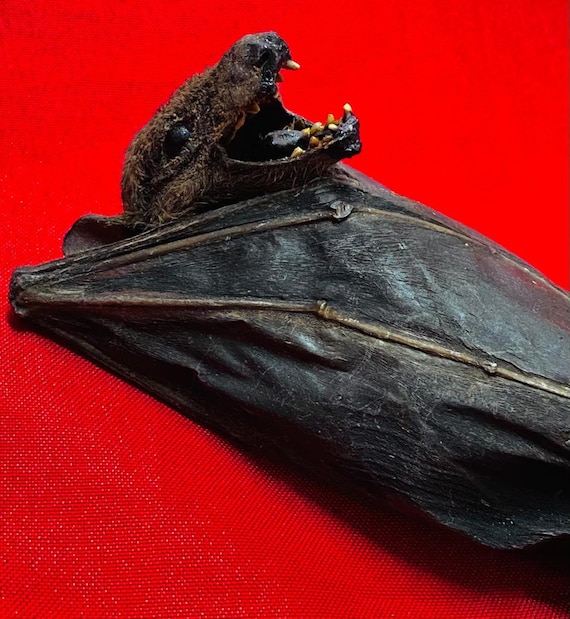 Rousettus Leschenaulti Skull Real Bat Taxidermy Rousettus Leschenaulti Skull Real Bat Taxidermy