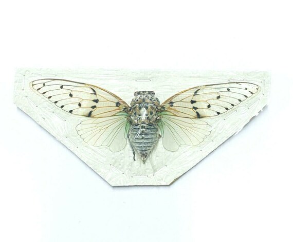 White Ghost Cicada Cicade Ayuthia Spectabilis Taxidermy Etsy