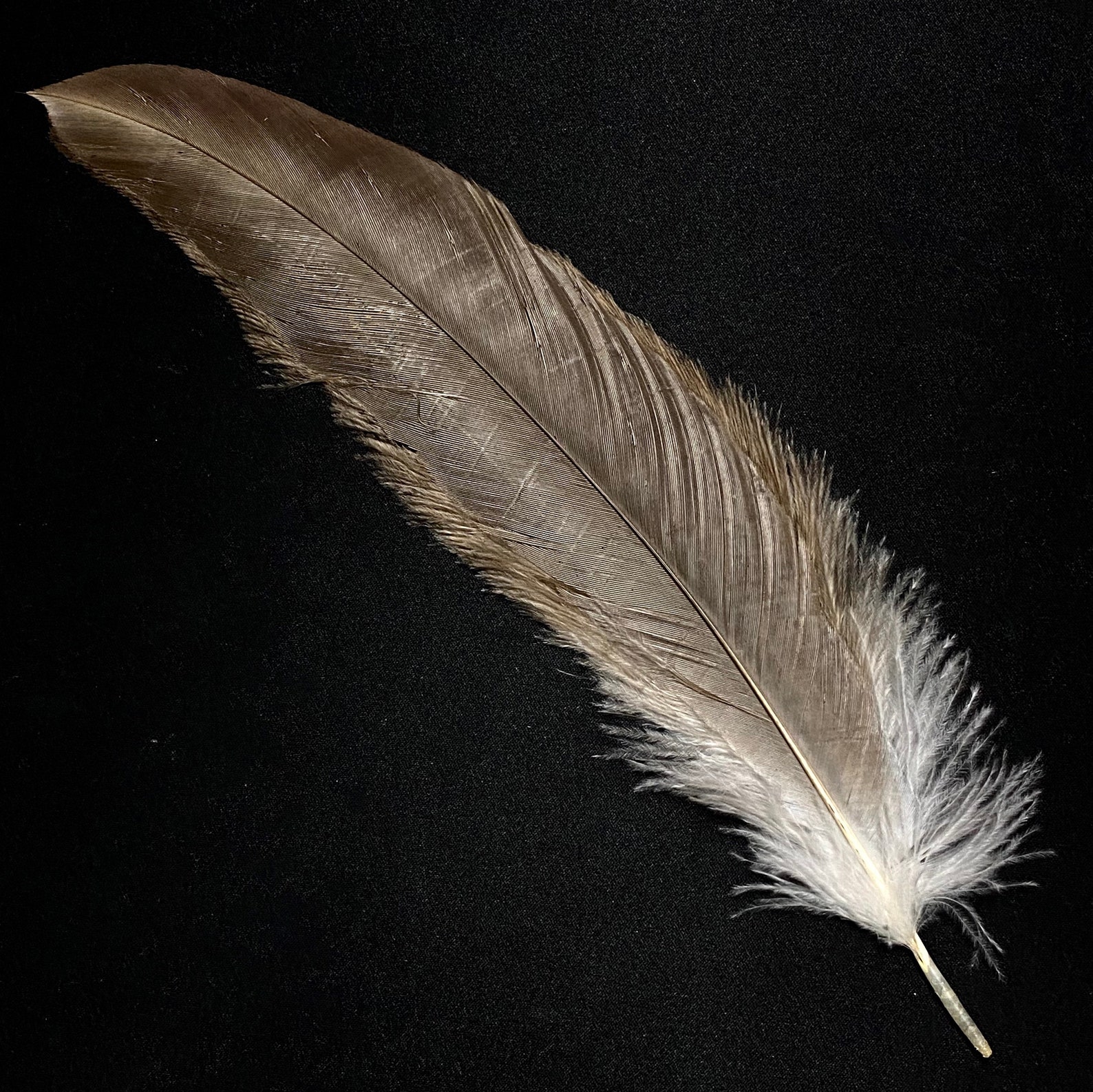 Genuine Tiñosa Pluma Vulture Feather for Rituals 35/40cm Etsy