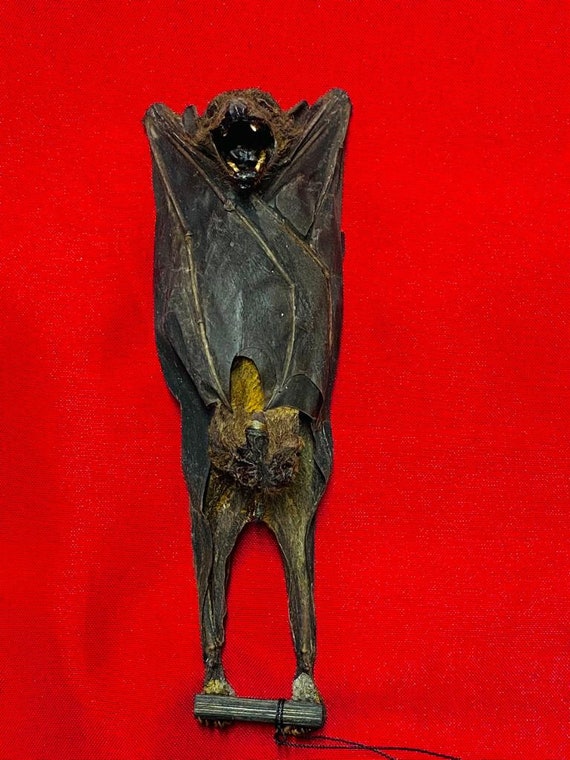Rousettus Leschenaulti Skull Real Bat Taxidermy Rousettus Leschenaulti Skull Real Bat Taxidermy