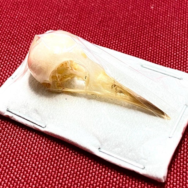 Orthotomus ruficeps - Ashy Tailorbird - Real Bird Skull Taxidermy