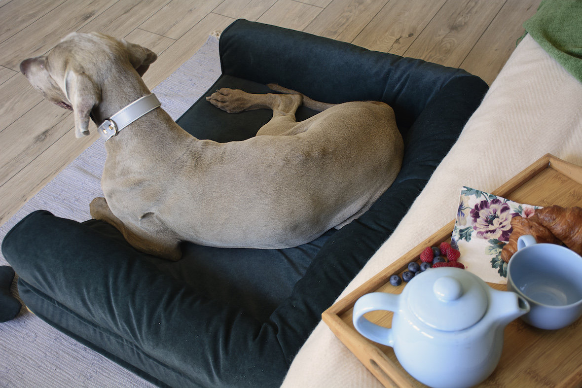 Luxury Premium Raised Washable Dog Sofa Bed Orthopaedic Etsy