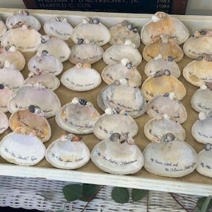 May include: A collection of seashells with handwritten messages on them. The shells are arranged in rows on a white surface.