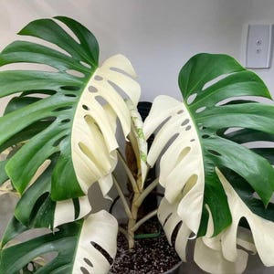 Monstera Halfmoon ALBO Zeldzame Hoogbonte enkelbladige Levende planten Gewortelde stekken Binnen Buiten Tuinieren Gratis fytosanitair