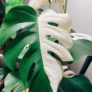 Monstera Halfmoon ALBO Zeldzame Hoogbonte enkelbladige Levende planten Gewortelde stekken Binnen Buiten Tuinieren Gratis fytosanitair