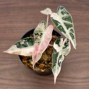 Alocasia bambino Bont geplant knollen Zeldzaam Binnen Tuinieren Buiten Gratis fytosanitair