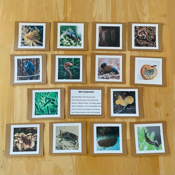 Decomposers and Scavengers Photo and Fact Cards | Food Chain | Ecology | Montessori | Science