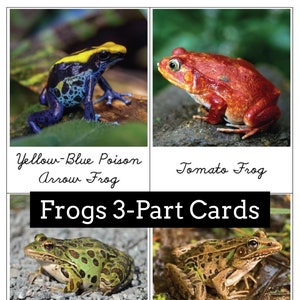 Tarjetas de 3 partes de Ranas / Montessori / Anfibios / Zoología