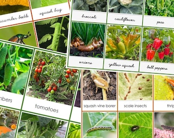 Produce & Pests in the Garden | Montessori | Preschool | Bugs | Vegetables