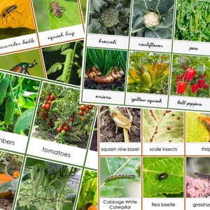 Produce & Pests in the Garden | Montessori | Preschool | Bugs | Vegetables