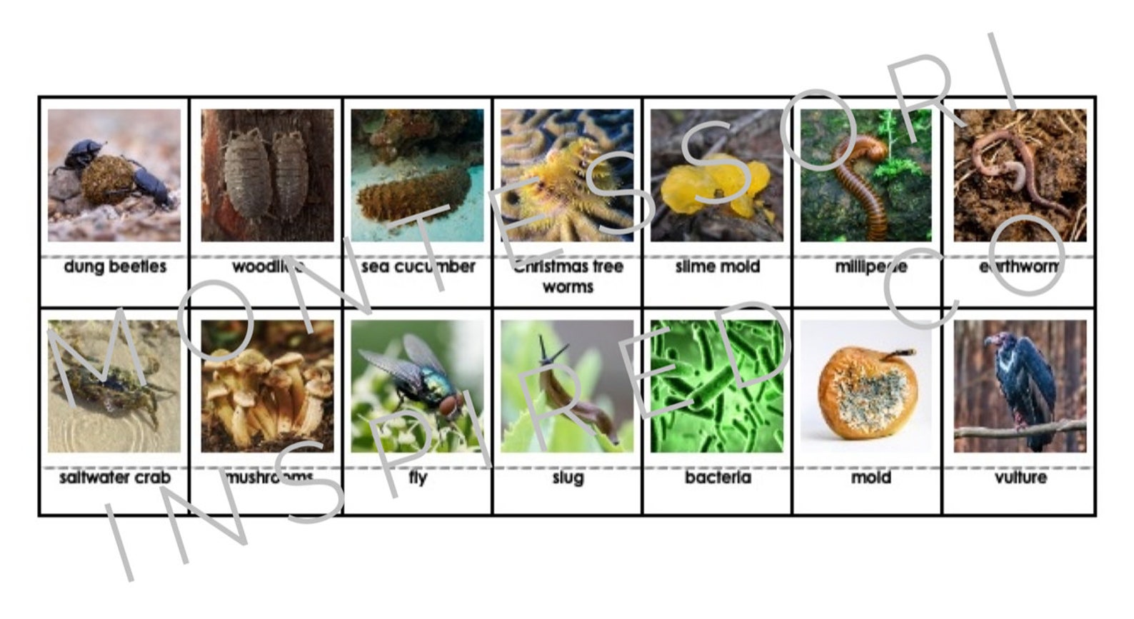 Decomposers and Scavengers Photo and Fact Cards Food Chain Biology Diagrams