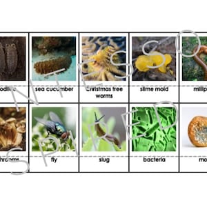 Decomposers and Scavengers Photo and Fact Cards Food Chain Ecology ... Biology Diagrams
