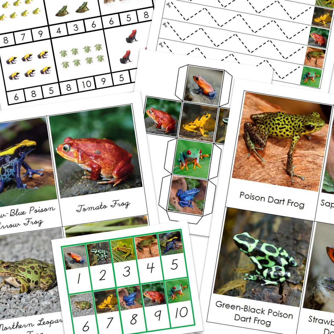 Frogs Activity Pack Montessori Amphibians Zoology - Etsy España