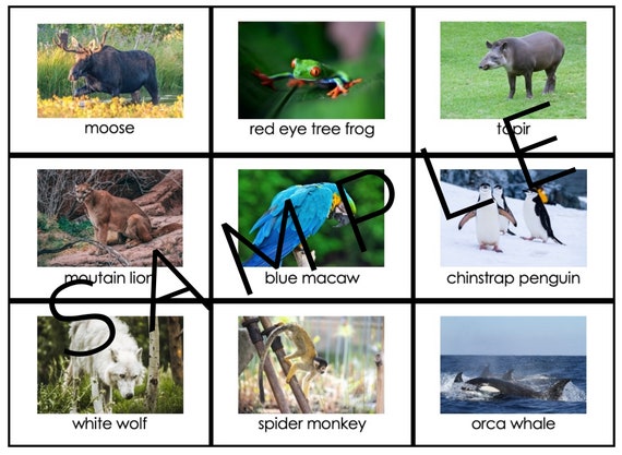 Animals of the World Continent Mats PRINT Montessori - Etsy Hong Kong Animals of the World Continent Mats PRINT Montessori - Etsy Hong Kong