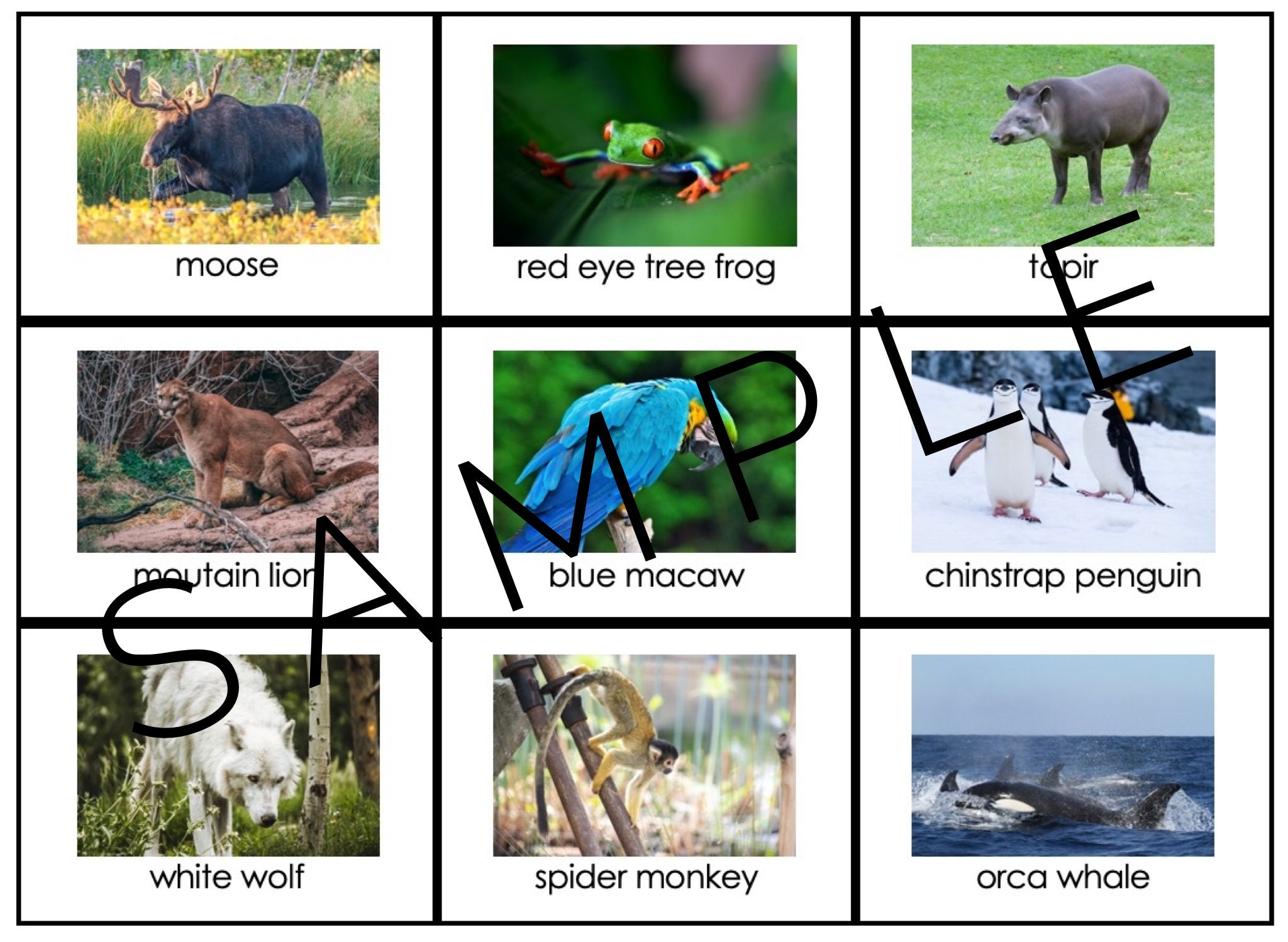 Animals of the World Continent Mats PRINT Montessori - Etsy Australia