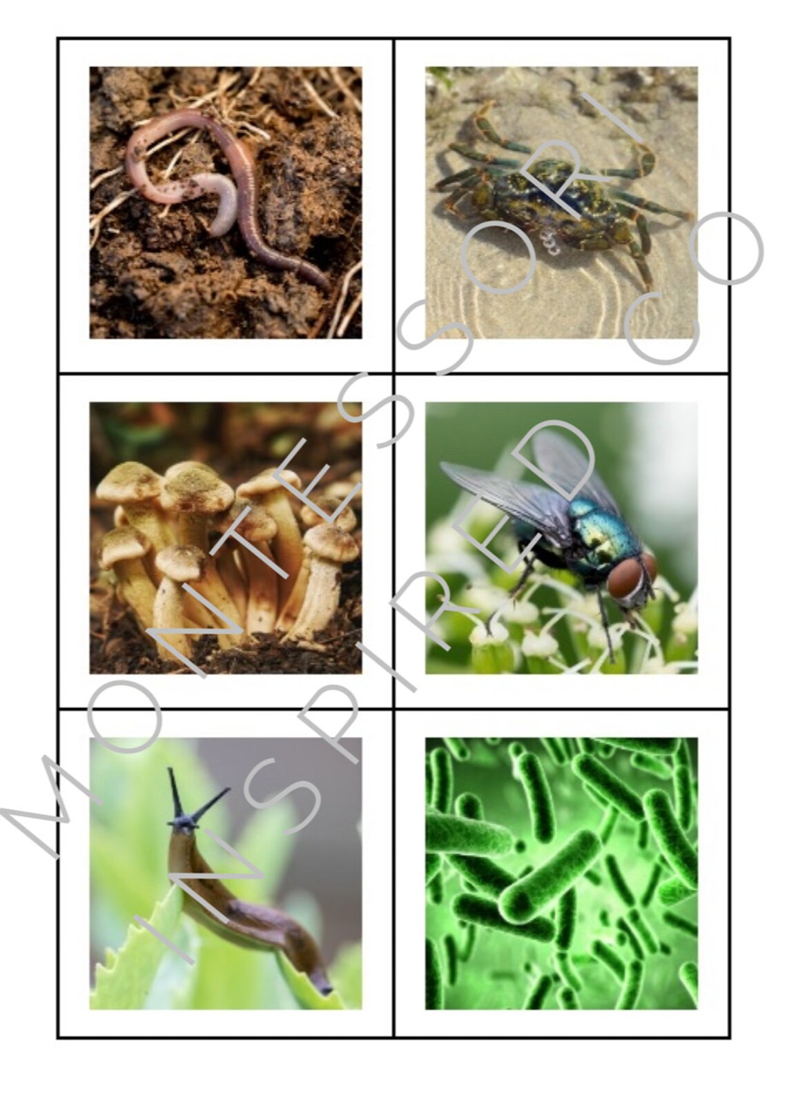 and Scavengers Photo and Fact Cards Food Chain Etsy