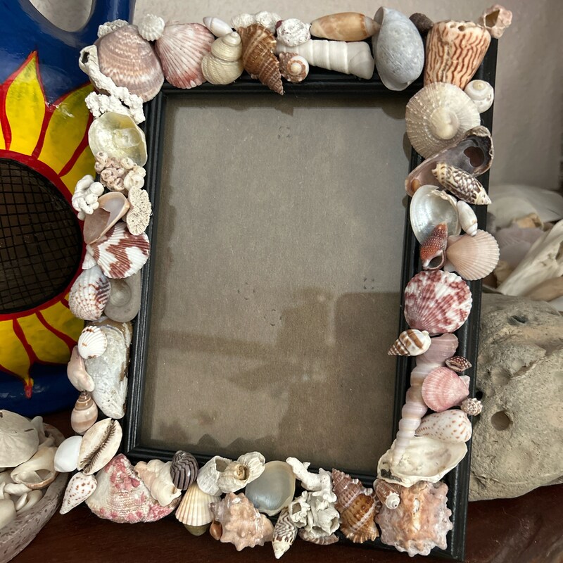 Framed Seashell - Etsy