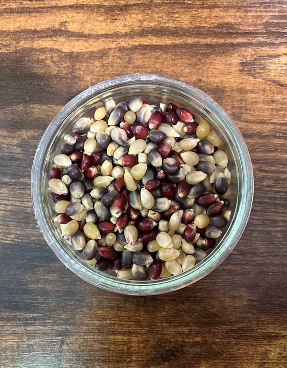 red white and blue popcorn kernels