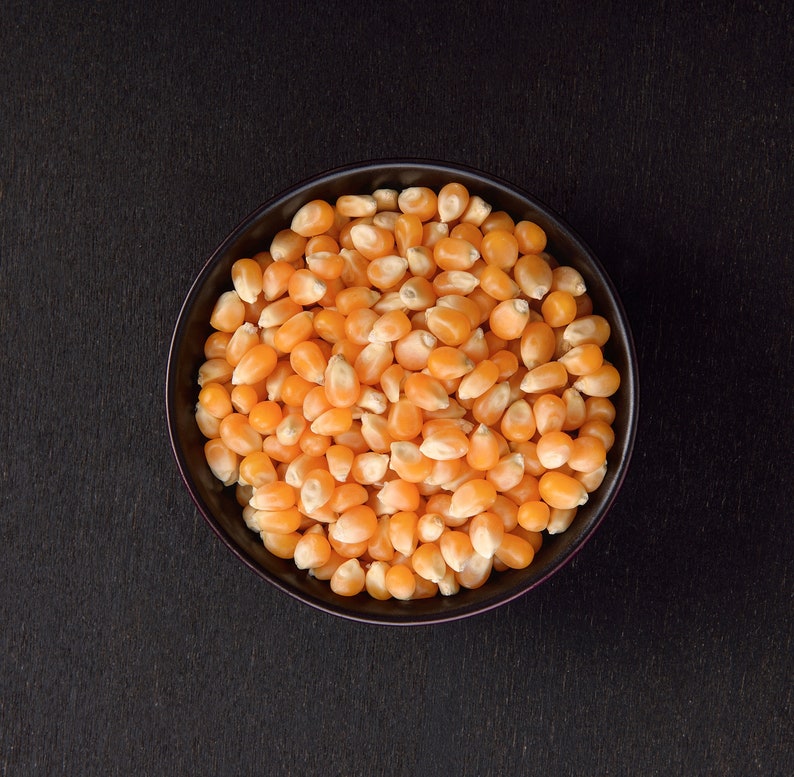 Popcorn Kernels Globe Popcorn Mushroom Popcorn Yellow Etsy