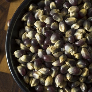Midnight Blue Popcorn Kernels