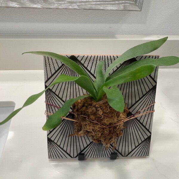 Staghorn Fern Decor