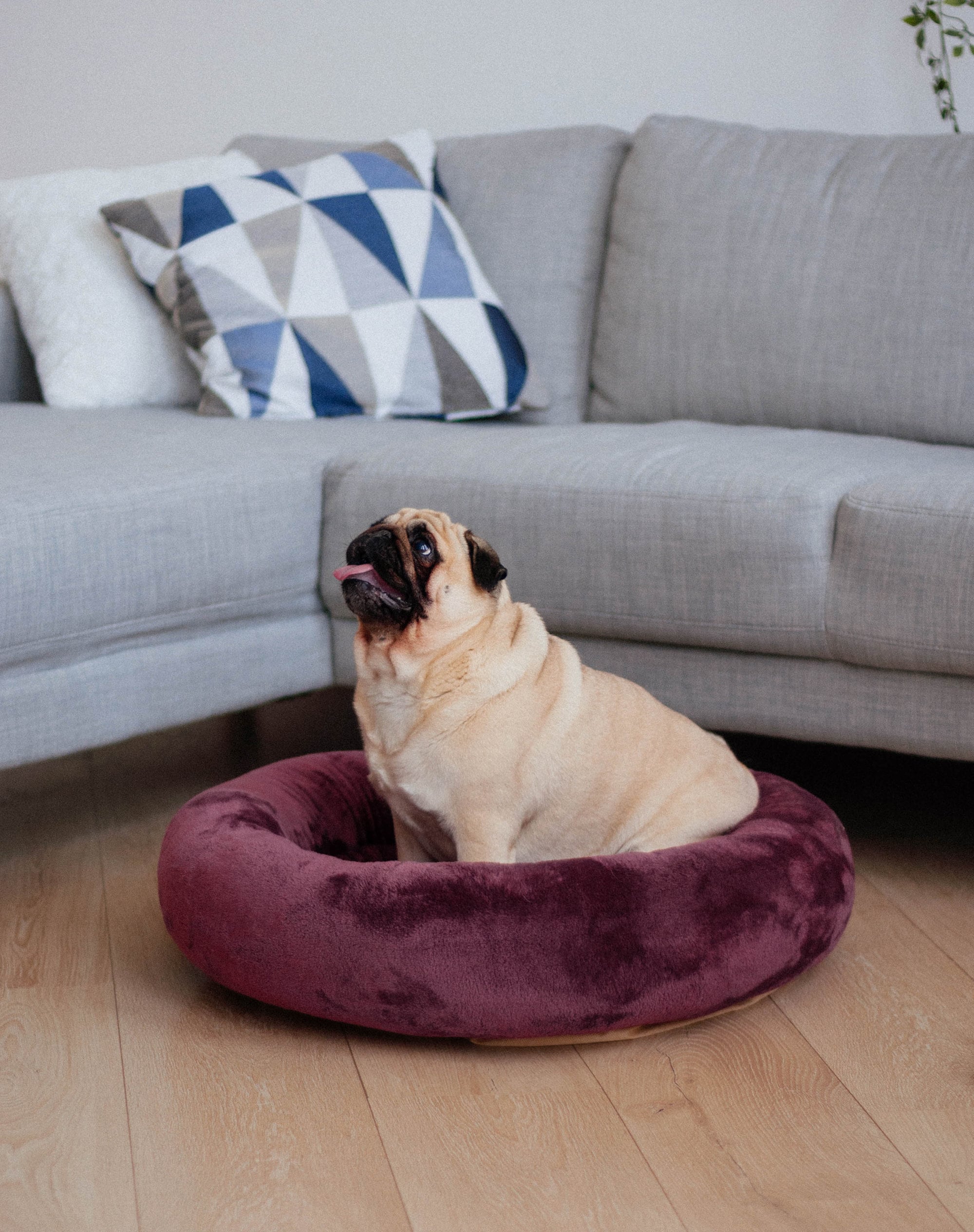 Cozy Donut Dog Bed in Burgundy Plush Pet Bagel Bed With Etsy