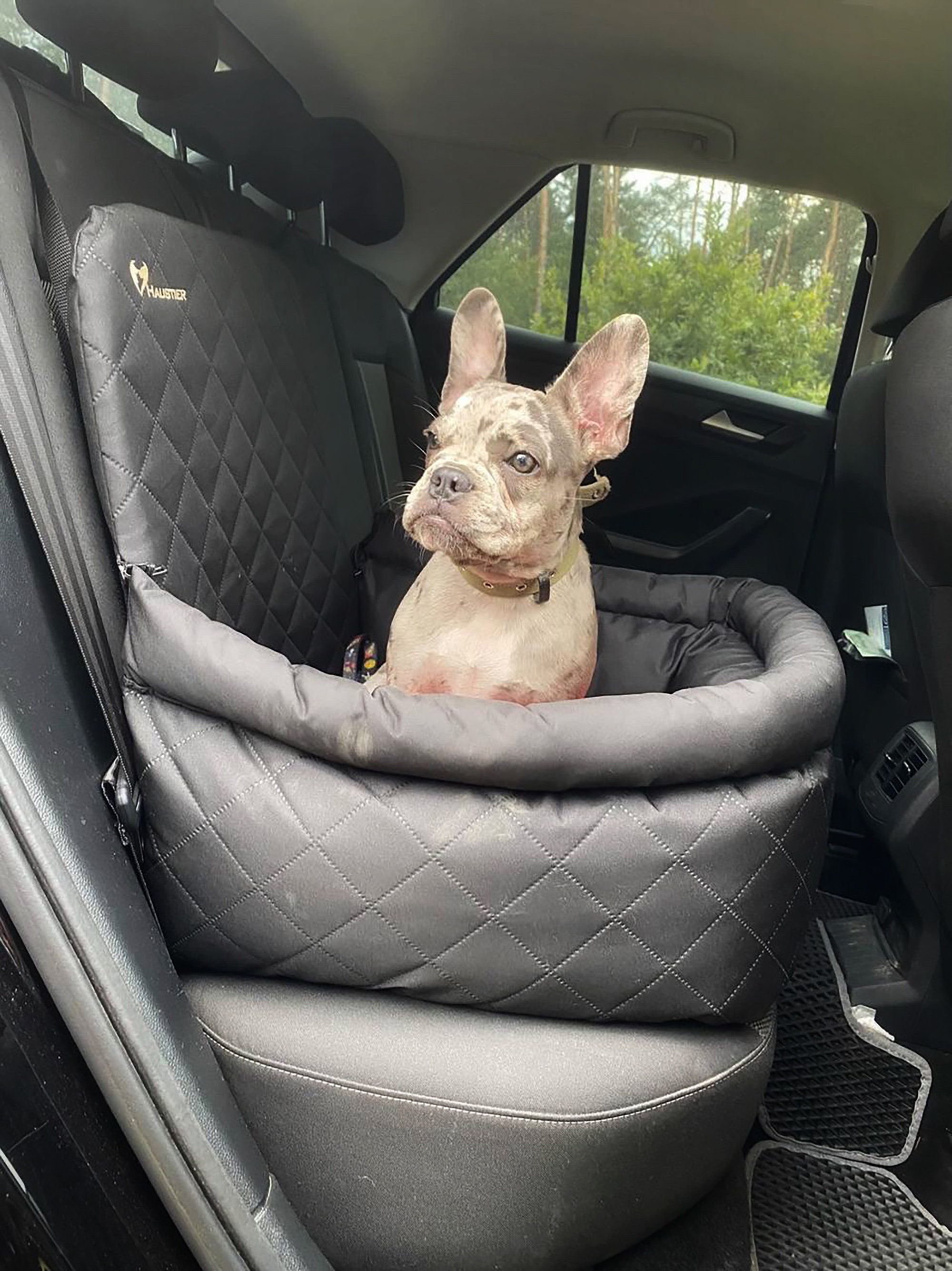 Are Dogs Allowed In The Front Seat