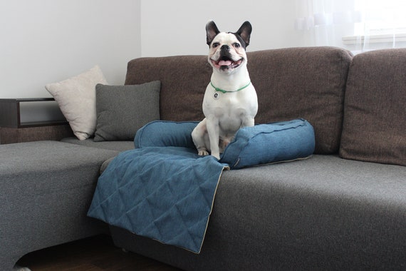 blue dog couch