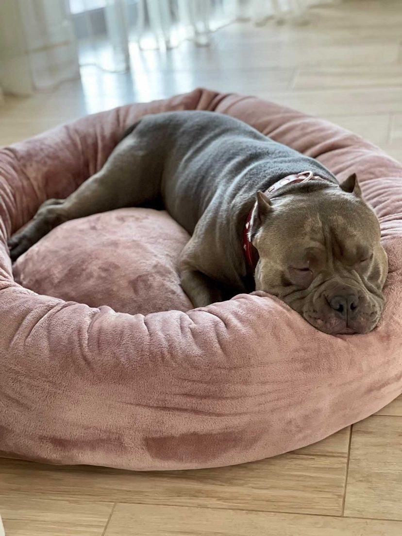 Camas para american bully clearance