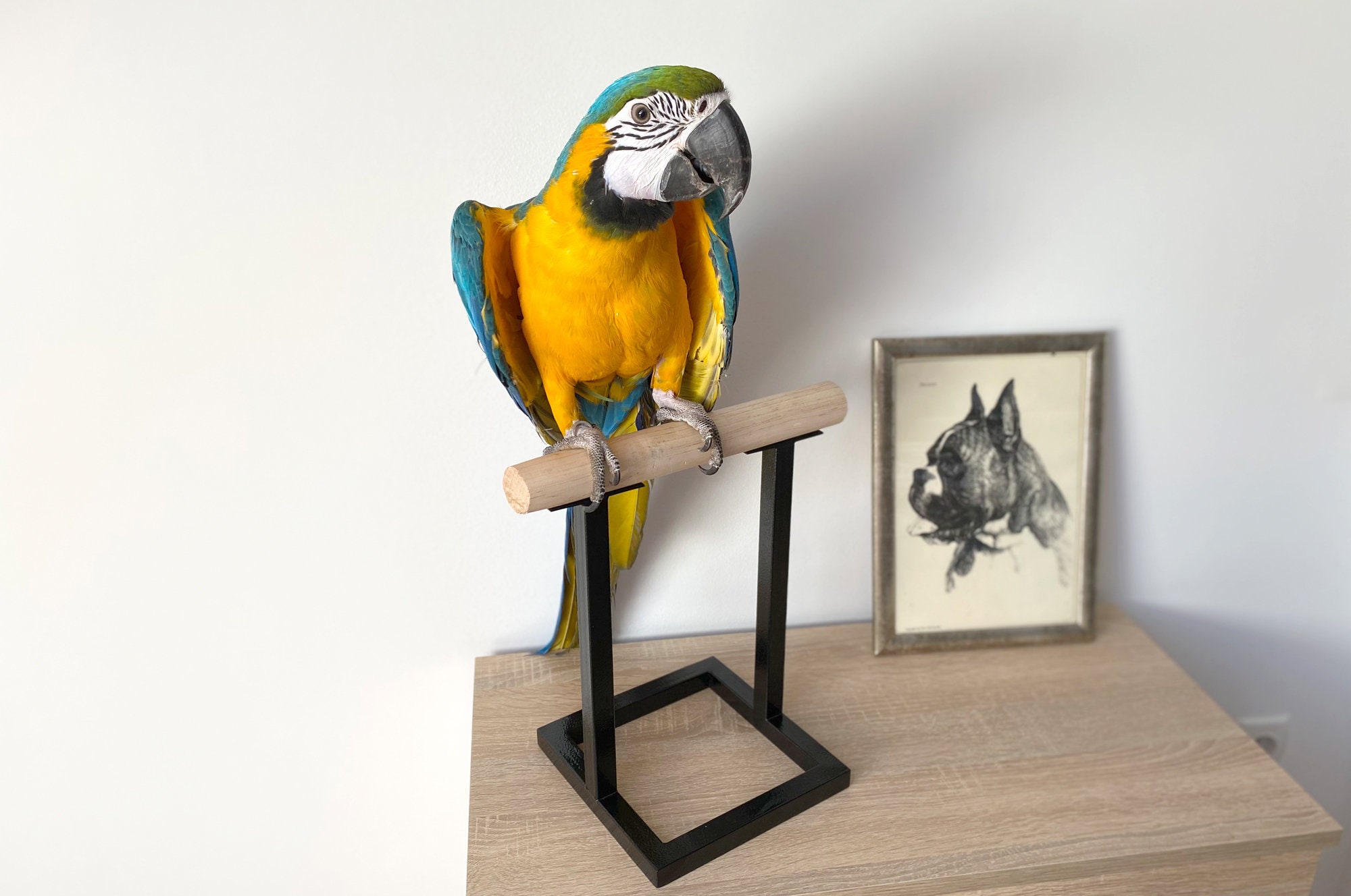 Table Parrot Stand in Loft Style Bird Stand Perch Parrot Etsy