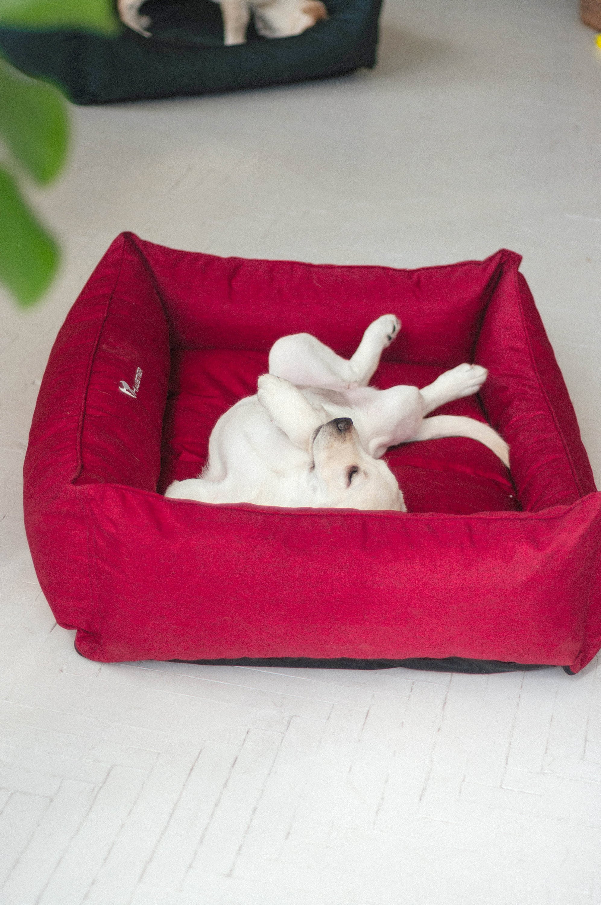 Outdoor Dog Bed With Removable Cover Waterproof Dog Bed in Etsy