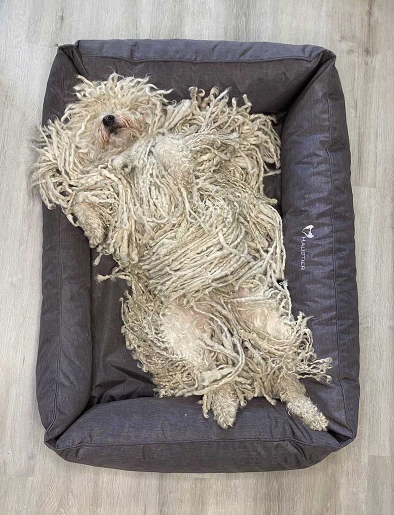 PVC Dog Bed With Removable Cover Heavy Duty Dog Bed Etsy