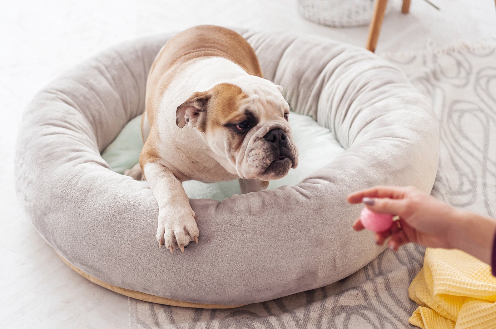 Gray & Mint Donut Dog Bed With Removable Cover Round Dog Bed Etsy