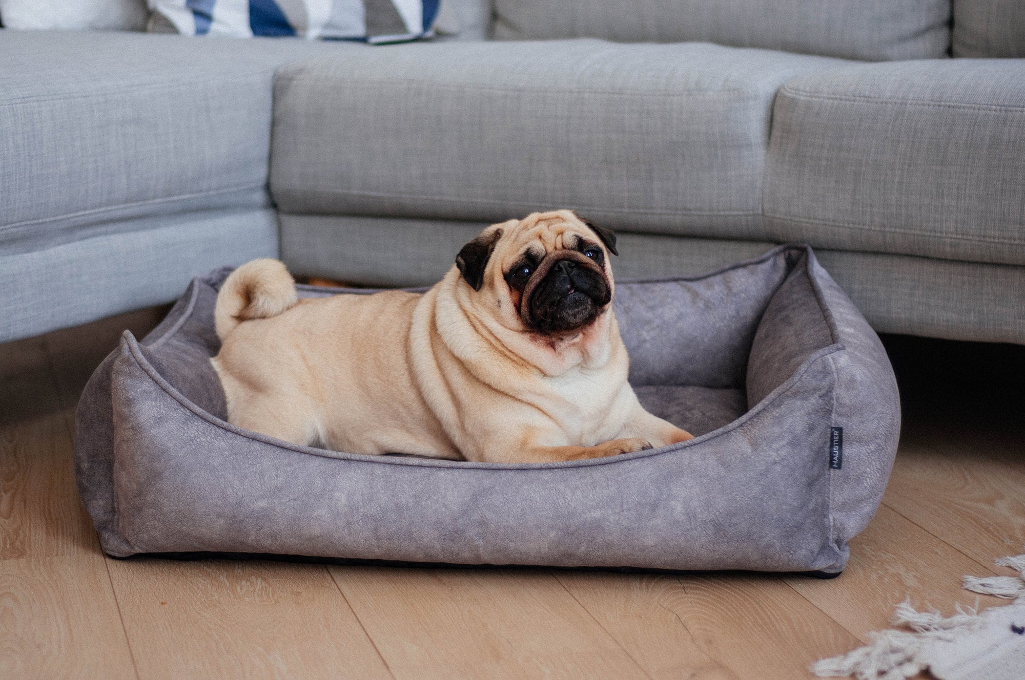 Indestructible dog bed with removable cover Modern dog bed Etsy