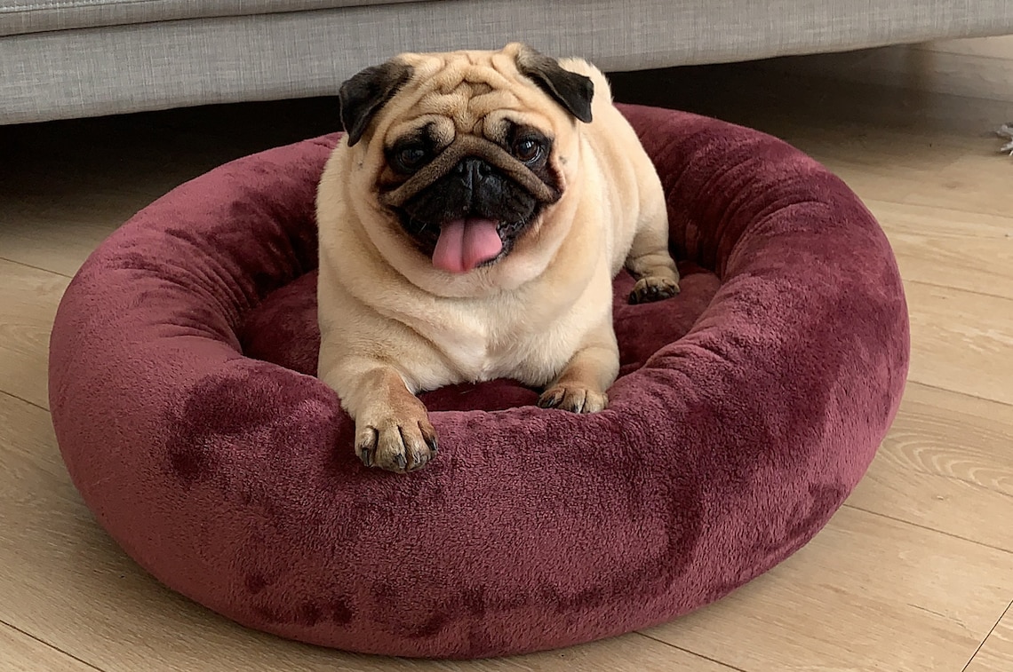 Cozy Donut Dog Bed in Burgundy Plush Pet Bagel Bed With Etsy