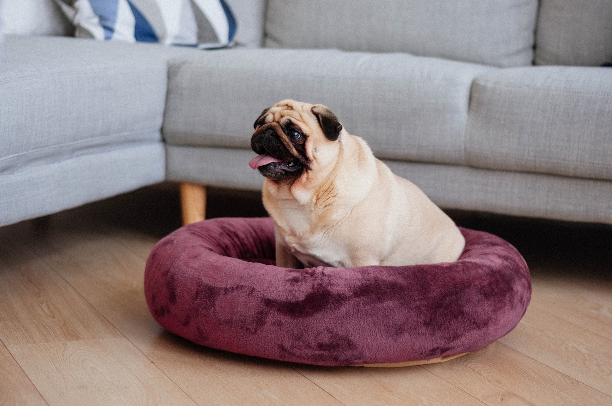 Cozy donut dog bed in burgundy plush Pet bagel bed with Etsy